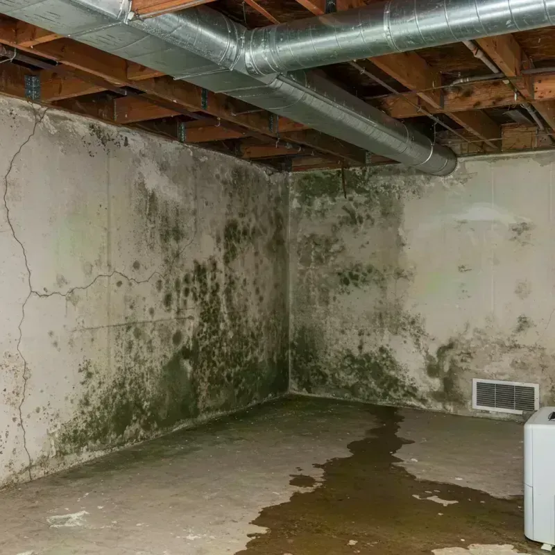 Professional Mold Removal in San Miguel County, CO